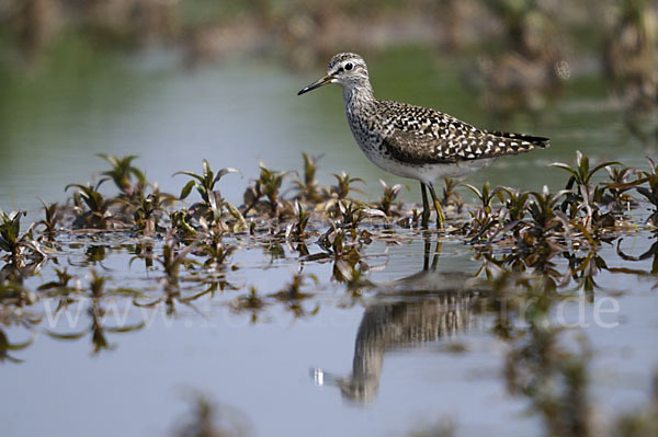 Bruchwasserläufer (Tringa glareola)