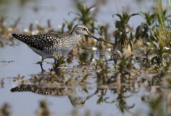 Bruchwasserläufer (Tringa glareola)