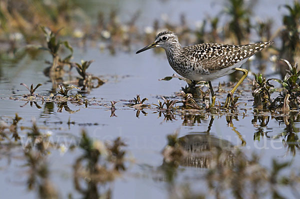 Bruchwasserläufer (Tringa glareola)