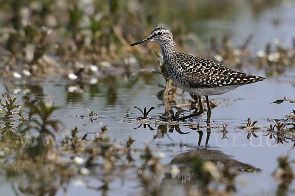 Bruchwasserläufer (Tringa glareola)