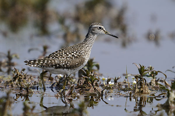 Bruchwasserläufer (Tringa glareola)