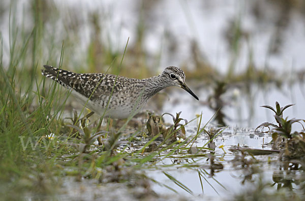 Bruchwasserläufer (Tringa glareola)