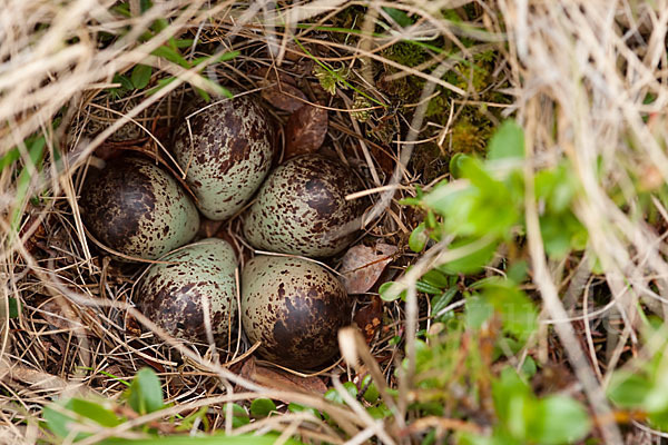 Bruchwasserläufer (Tringa glareola)