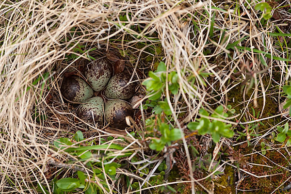 Bruchwasserläufer (Tringa glareola)