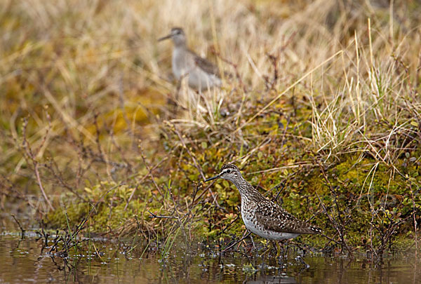 Bruchwasserläufer (Tringa glareola)