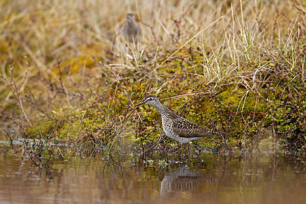 Bruchwasserläufer (Tringa glareola)