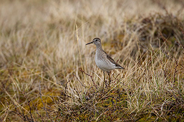 Bruchwasserläufer (Tringa glareola)