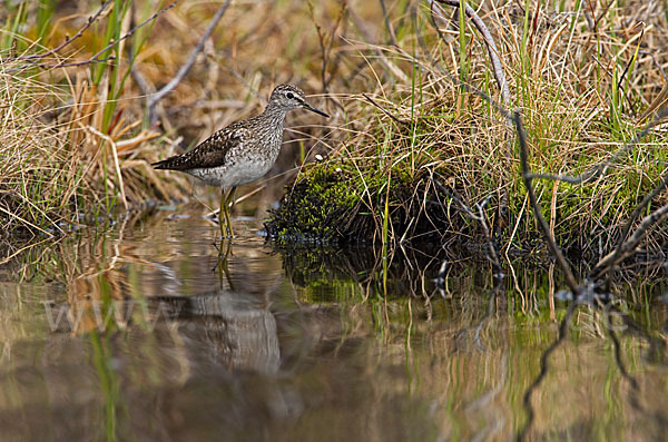 Bruchwasserläufer (Tringa glareola)