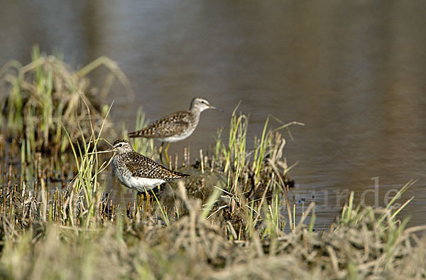 Bruchwasserläufer (Tringa glareola)