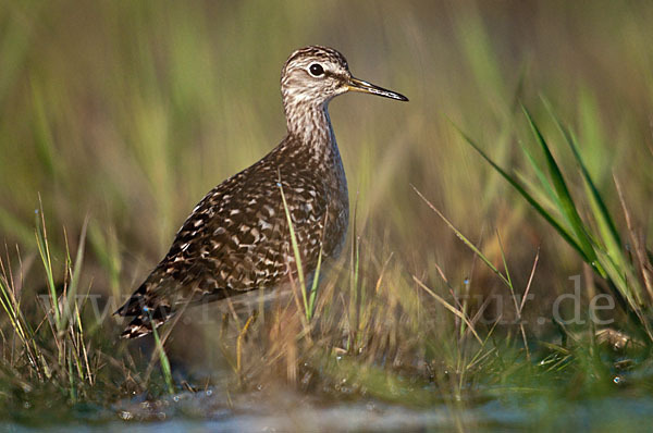 Bruchwasserläufer (Tringa glareola)