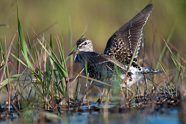 Bruchwasserläufer (Tringa glareola)