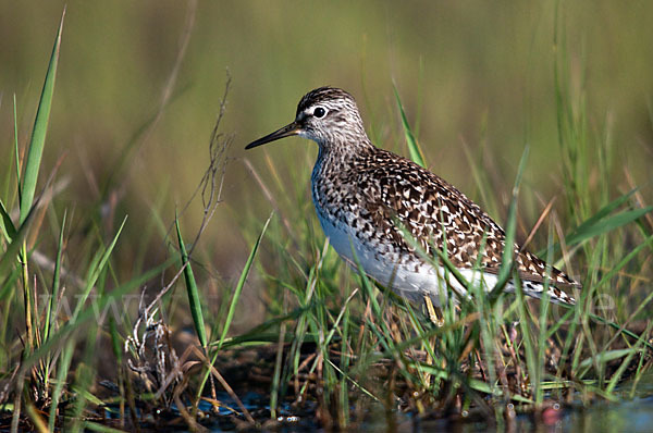 Bruchwasserläufer (Tringa glareola)