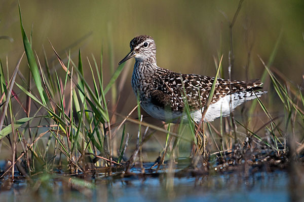 Bruchwasserläufer (Tringa glareola)