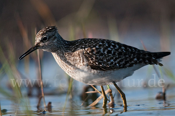 Bruchwasserläufer (Tringa glareola)