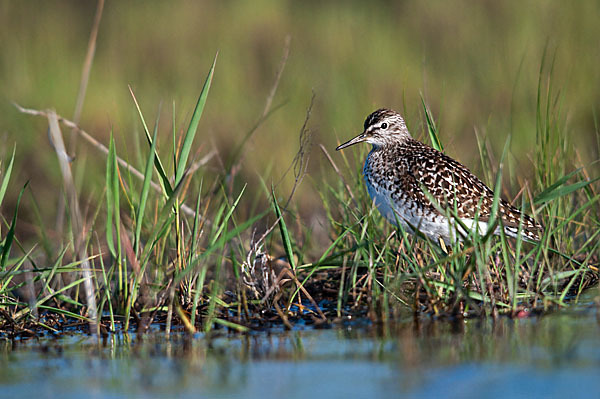 Bruchwasserläufer (Tringa glareola)