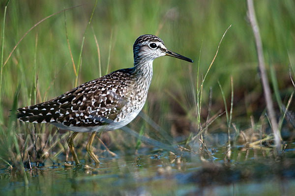 Bruchwasserläufer (Tringa glareola)