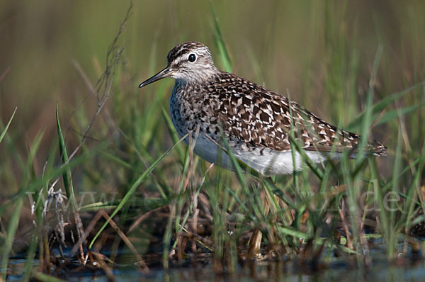 Bruchwasserläufer (Tringa glareola)