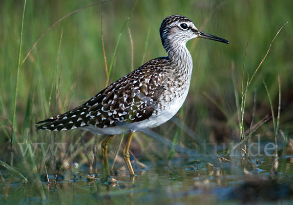 Bruchwasserläufer (Tringa glareola)