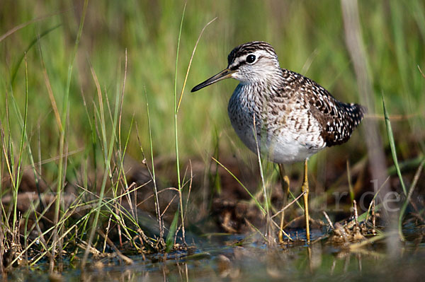 Bruchwasserläufer (Tringa glareola)