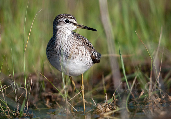 Bruchwasserläufer (Tringa glareola)