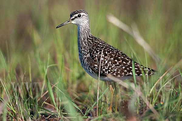 Bruchwasserläufer (Tringa glareola)