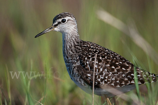 Bruchwasserläufer (Tringa glareola)