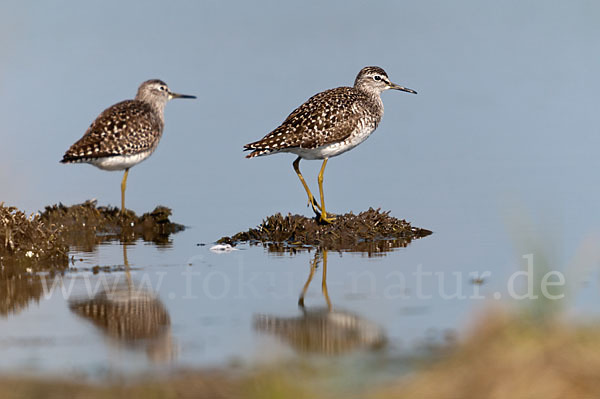 Bruchwasserläufer (Tringa glareola)