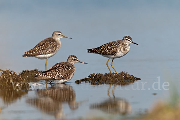 Bruchwasserläufer (Tringa glareola)