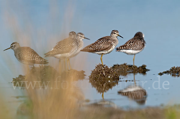 Bruchwasserläufer (Tringa glareola)