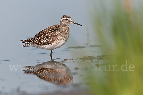 Bruchwasserläufer (Tringa glareola)