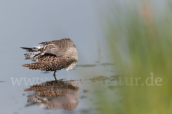 Bruchwasserläufer (Tringa glareola)