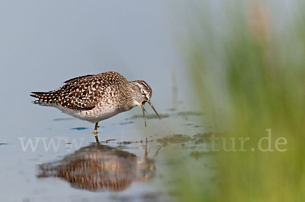 Bruchwasserläufer (Tringa glareola)