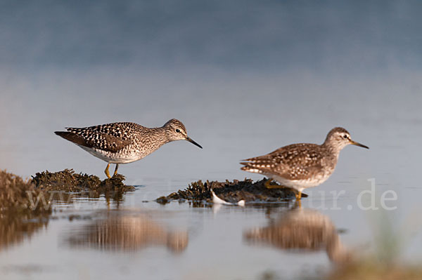 Bruchwasserläufer (Tringa glareola)