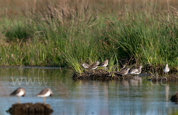 Bruchwasserläufer (Tringa glareola)