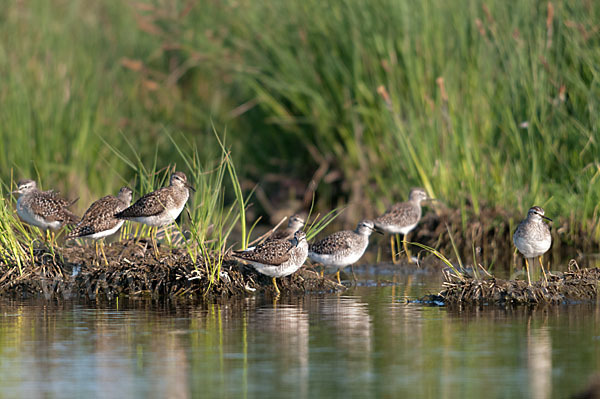Bruchwasserläufer (Tringa glareola)