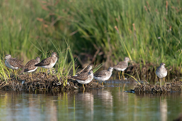 Bruchwasserläufer (Tringa glareola)