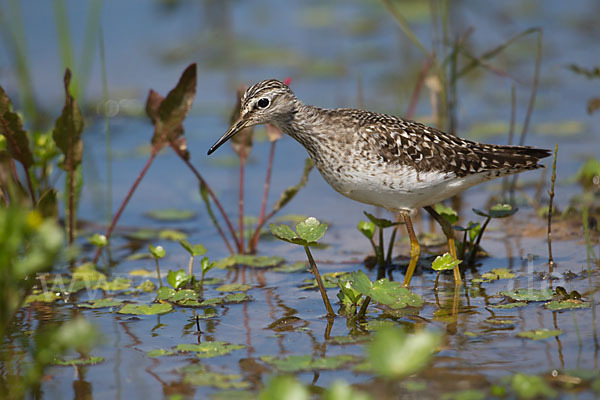 Bruchwasserläufer (Tringa glareola)