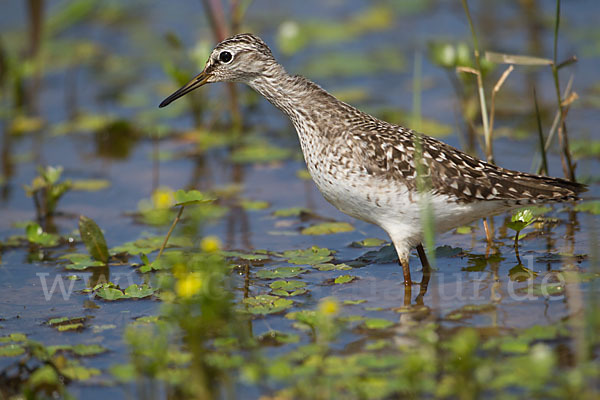 Bruchwasserläufer (Tringa glareola)