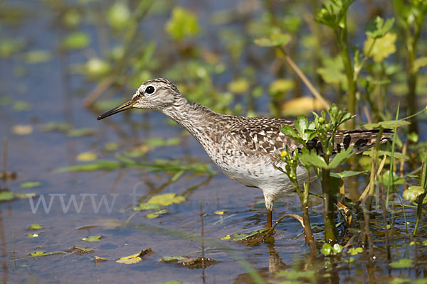 Bruchwasserläufer (Tringa glareola)