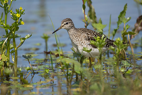 Bruchwasserläufer (Tringa glareola)