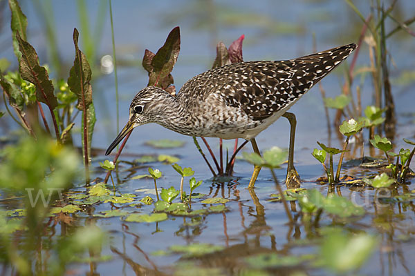 Bruchwasserläufer (Tringa glareola)