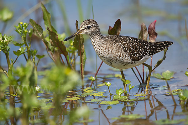 Bruchwasserläufer (Tringa glareola)