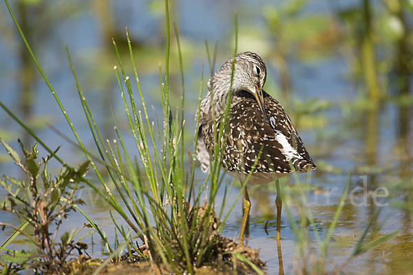 Bruchwasserläufer (Tringa glareola)