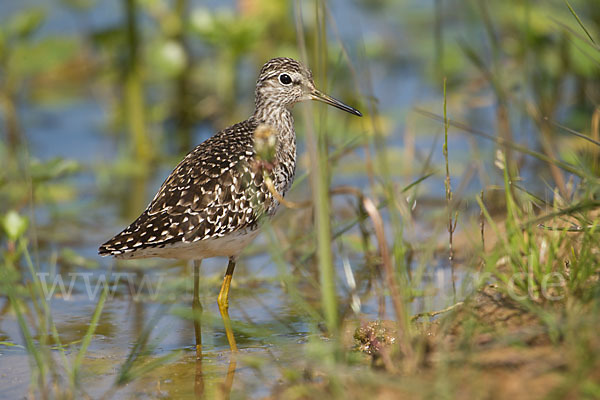 Bruchwasserläufer (Tringa glareola)