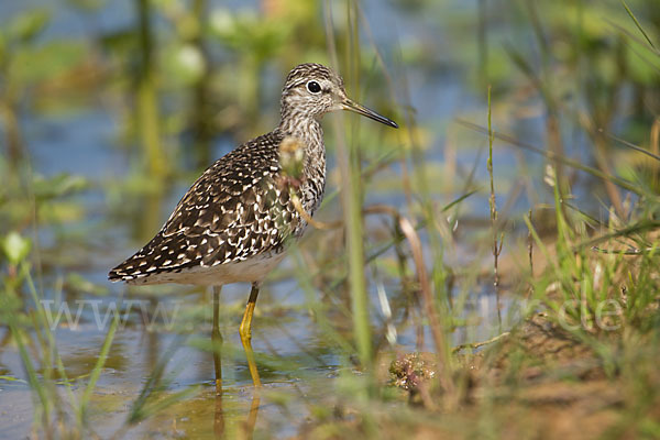 Bruchwasserläufer (Tringa glareola)