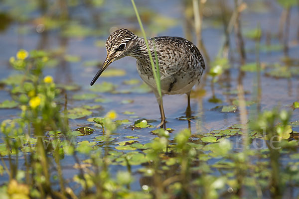 Bruchwasserläufer (Tringa glareola)