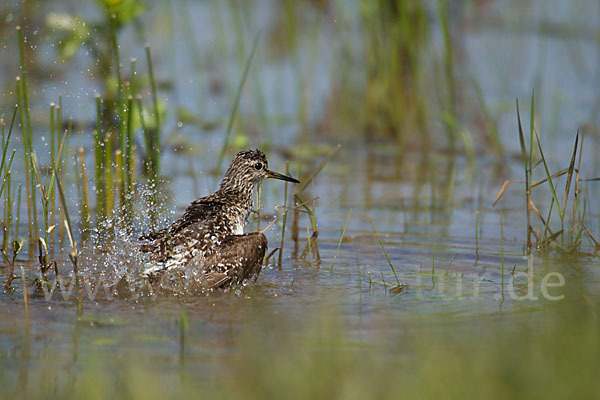 Bruchwasserläufer (Tringa glareola)