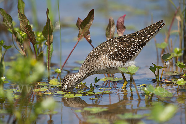 Bruchwasserläufer (Tringa glareola)