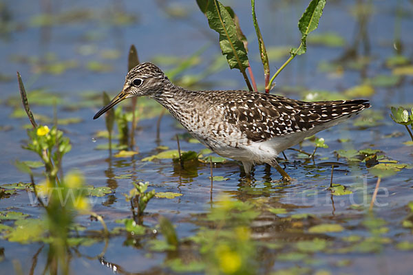 Bruchwasserläufer (Tringa glareola)