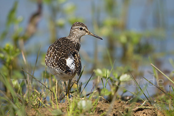 Bruchwasserläufer (Tringa glareola)